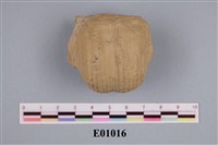 藏品(石燕及其他腕足動物)的圖片